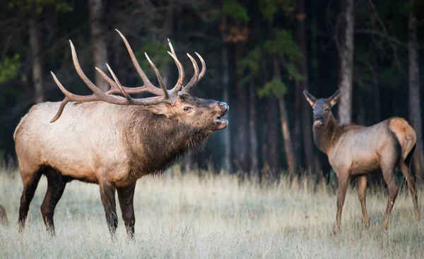 Wild Elks Animals Nature Fauna — Stock Photo, Image