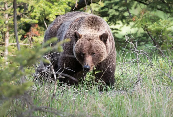 Urso Pardo Estado Selvagem Animal Natureza Fauna — Fotografia de Stock