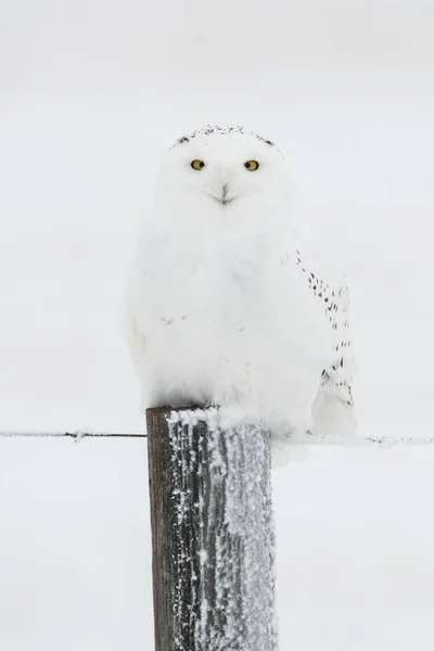 Chouette Sauvage Oiseau Nature Faune — Photo