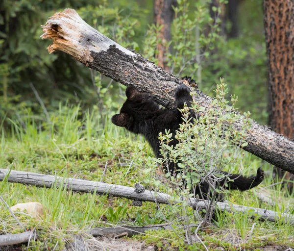 野生の黒クマ — ストック写真