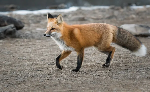 Raposa Selvagem Animal Natureza Fauna — Fotografia de Stock