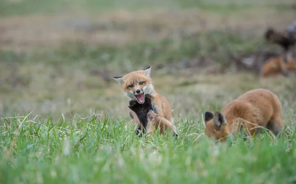 Vossenkits Dieren Natuur Fauna — Stockfoto