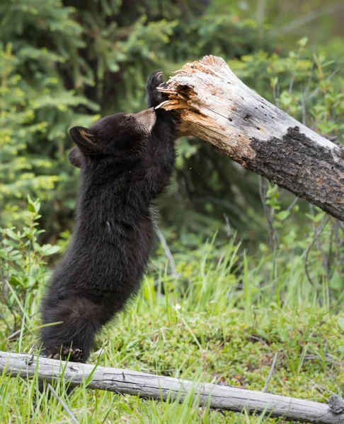 Black Bear in wild, animal. Nature, fauna