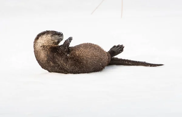 Rzeka Wydra Dziczy Zwierzę Natura Fauna — Zdjęcie stockowe