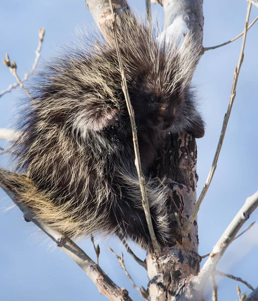 Puercoespín Estado Salvaje Animal Naturaleza Fauna — Foto de Stock