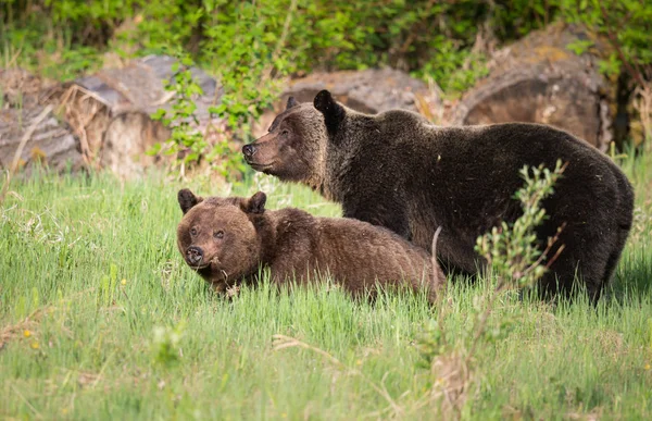 Grizzly Beren Het Wild Dieren Natuur Fauna — Stockfoto