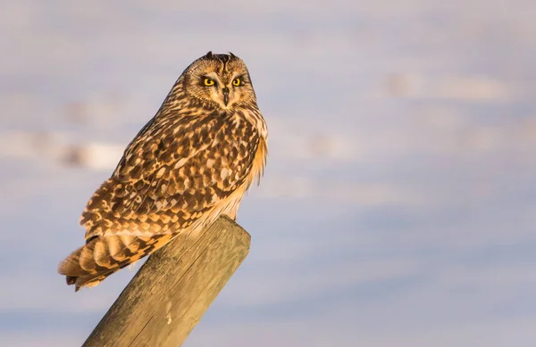 Cerca de la toma de la merluza frente al fondo natural. — Foto de stock