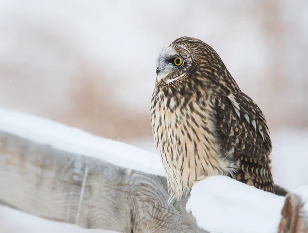 Sowa Dziczy Zwierzaku Natura Fauna — Zdjęcie stockowe