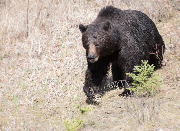 Urso Pardo Selvagem Animal Natureza Fauna — Fotografia de Stock