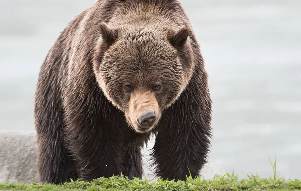 Urso Pardo Selvagem Animal Natureza Fauna — Fotografia de Stock