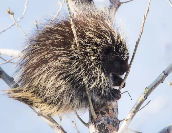 Porcospino Allo Stato Selvatico Animale Natura Fauna — Foto Stock