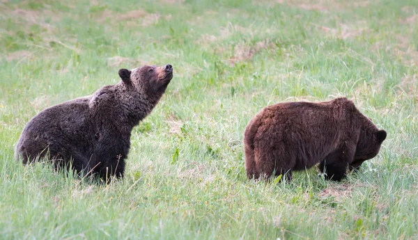 Niedźwiedzie Grizzly Dziczy Zwierzęta Natura Fauna — Zdjęcie stockowe