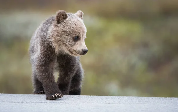 Orso Grizzly Animale Natura Fauna — Foto Stock