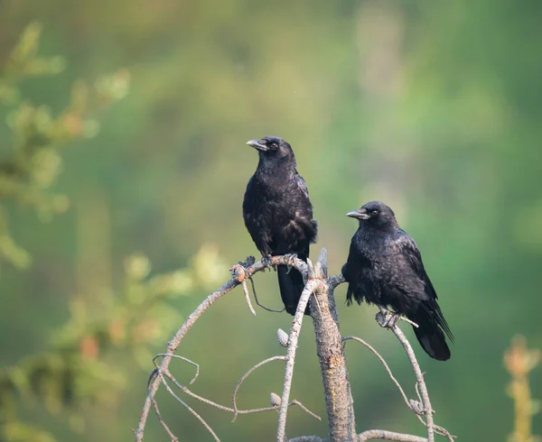 Corbeau Paire Dans Nature — Photo