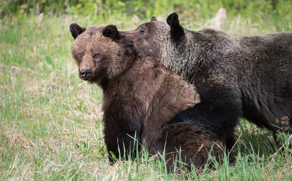 Grizzly Beren Het Wild Dieren Natuur Fauna — Stockfoto