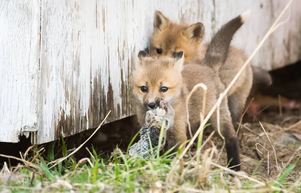 Kits Raposa Animais Natureza Fauna — Fotografia de Stock