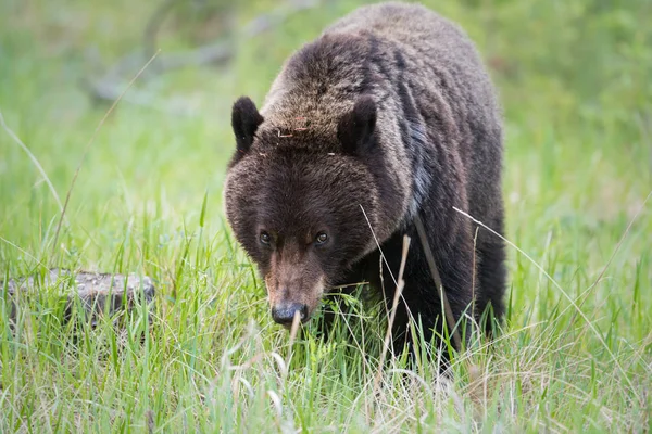 Grizzly Medve Vadonban Állat Természet Állatvilág — Stock Fotó
