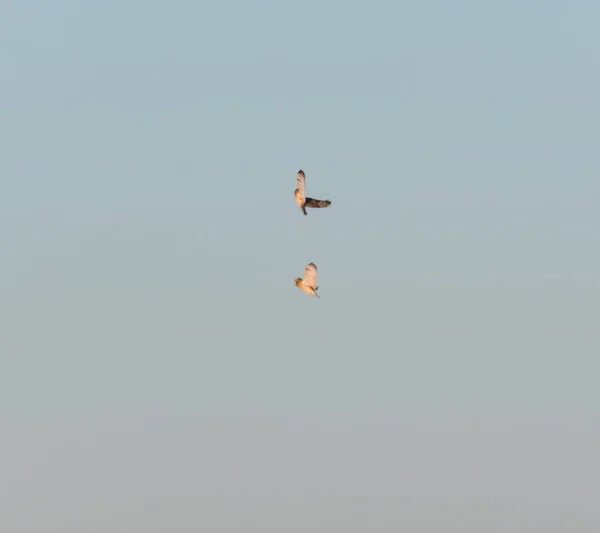 Lyhyet Korvat Pöllöt Maaseudulla Alberta — kuvapankkivalokuva