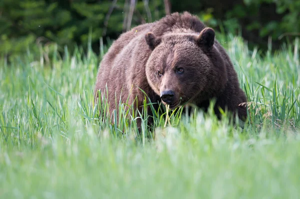 Divoký Medvěd Grizzly Zvíře Příroda Fauna — Stock fotografie