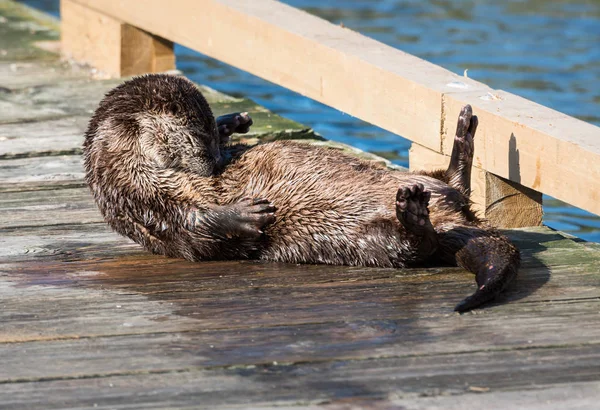 Rivier Otter Het Wild Dier Natuur Fauna — Stockfoto