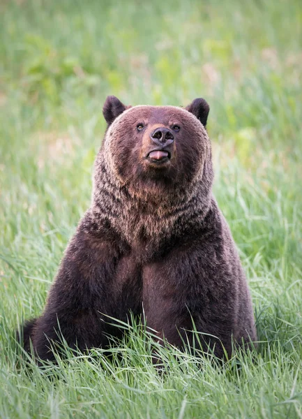 野生のグリズリークマ動物 — ストック写真