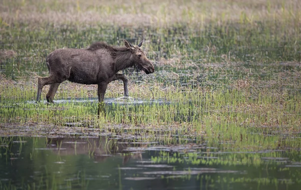 Moose Wild Animal Nature Fauna — Stock Photo, Image