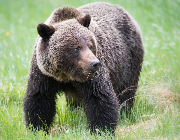 Divoký Medvěd Grizzly Zvíře Příroda Fauna — Stock fotografie