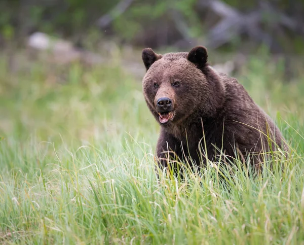 Urso Pardo Estado Selvagem Animal Natureza Fauna — Fotografia de Stock