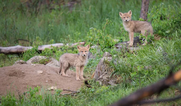 Coyote Pups Wild Animal Nature Fauna Stock Photo