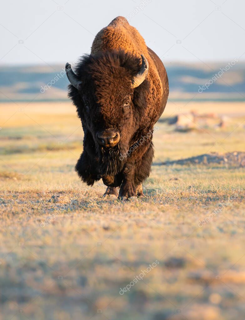 bison  in wild, animal. Nature, fauna