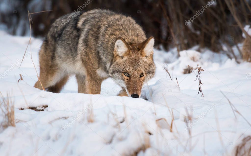 Coyote in wild, animal. Nature, fauna