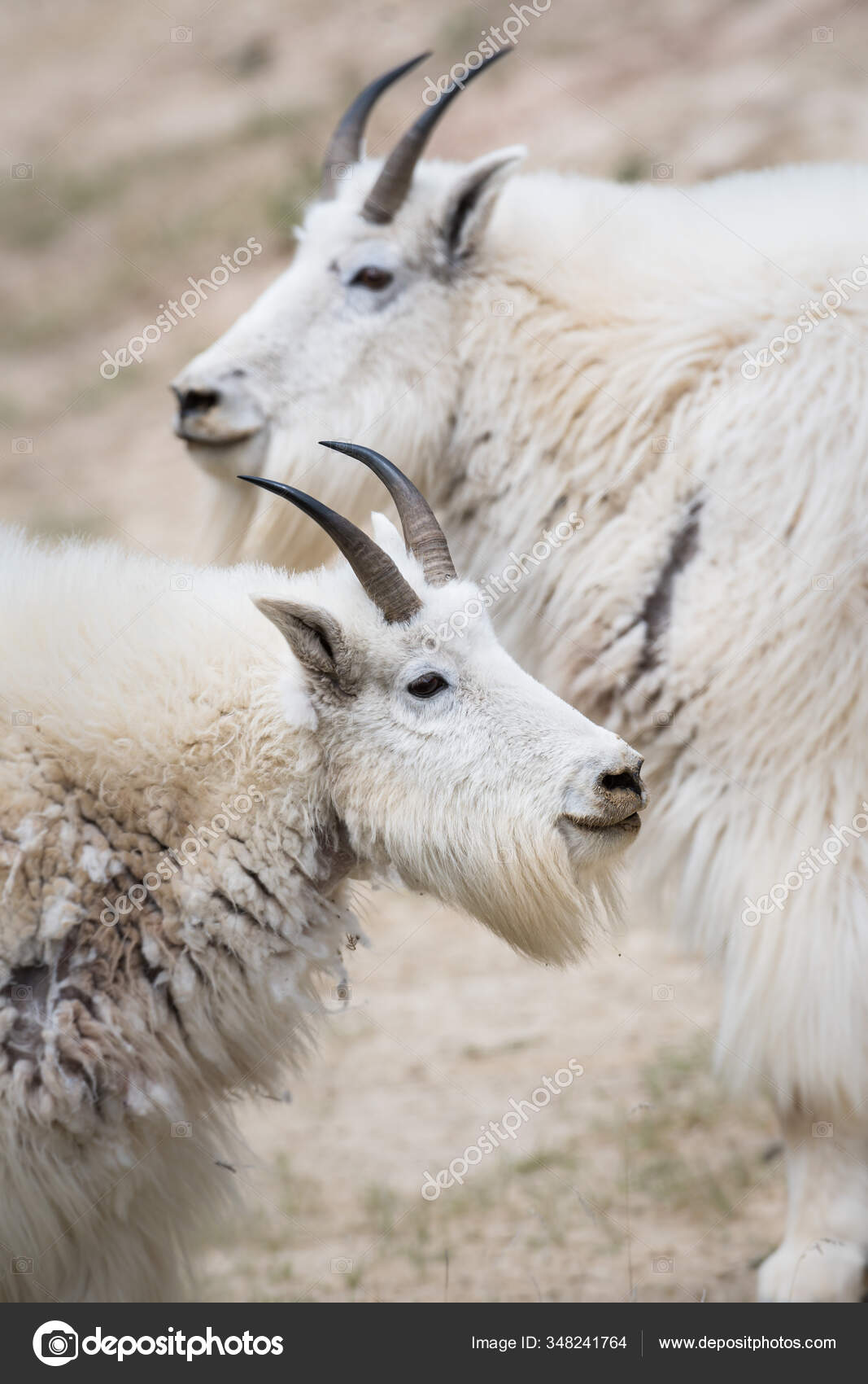 Mountain goats Stock Photos, Royalty Free Mountain goats Images |  Depositphotos