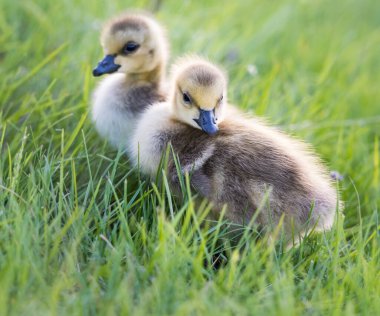 Kanada yaban kazları, kuşlar. Doğa, fauna 