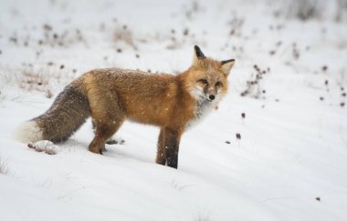 Vahşi kızıl tilki. Doğa, fauna
