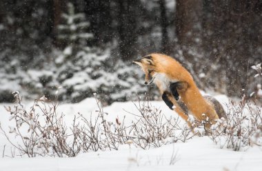 Vahşi kızıl tilki. Doğa, fauna