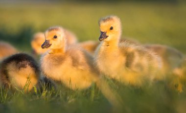 Kanada yaban kazları, kuşlar. Doğa, fauna 