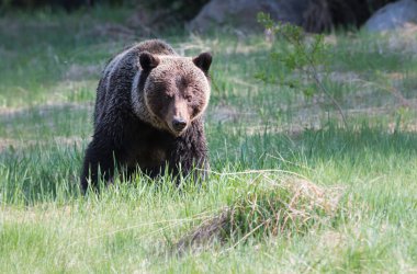 Vahşi boz ayı, doğa, hayvan  