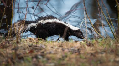 Vahşi kokarca, hayvan. Doğa, fauna  