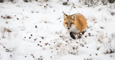 Kışın vahşi kızıl tilki. Doğa, fauna