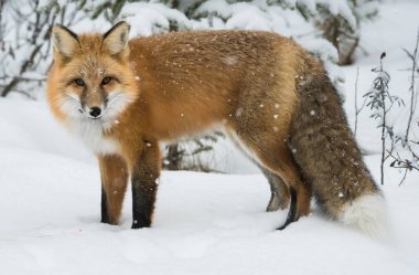Kışın vahşi kızıl tilki. Doğa, fauna