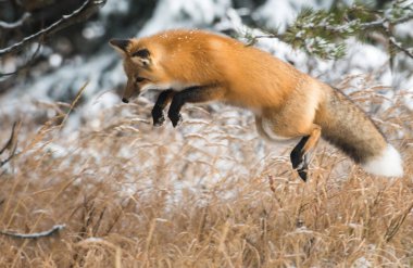 Vahşi kızıl tilki. Doğa, fauna