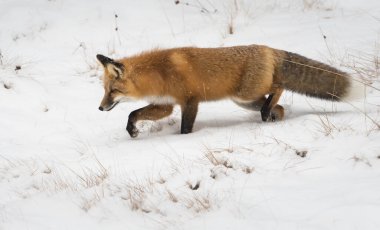 Kızıl tilki, hayvan. Doğa, fauna