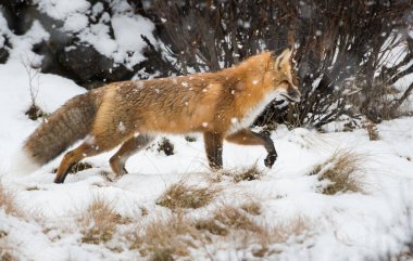 Kızıl tilki, hayvan. Doğa, fauna