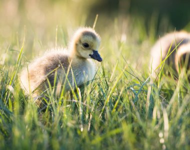 Kanada yaban kazları, kuşlar. Doğa, fauna 