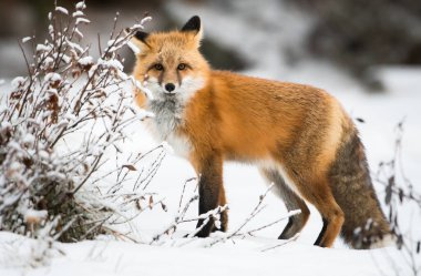 Kışın vahşi kızıl tilki. Doğa, fauna
