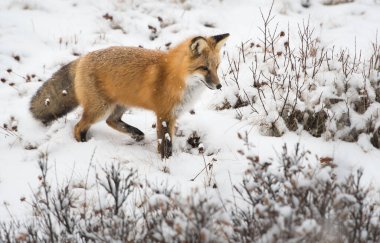 Kışın vahşi kızıl tilki. Doğa, fauna