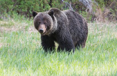 Vahşi boz ayı, doğa, hayvan  