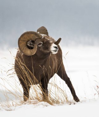 Wild Bighorn Sheep. Nature, fauna