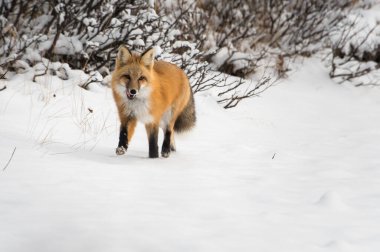 Kızıl tilki, hayvan. Doğa, fauna