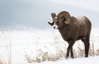 Wild Bighorn Sheep. Nature, fauna